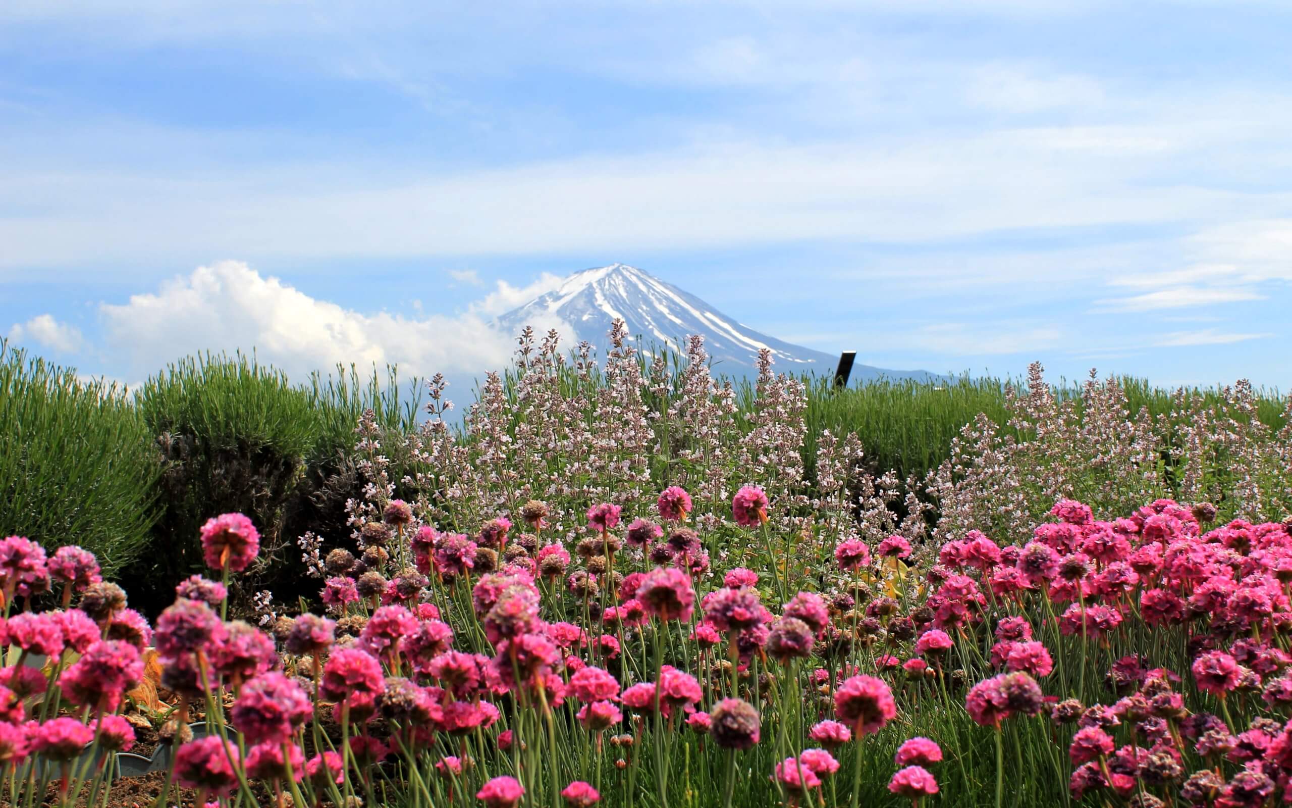 春の富士山と花1