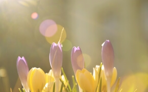 春の日だまりの花2