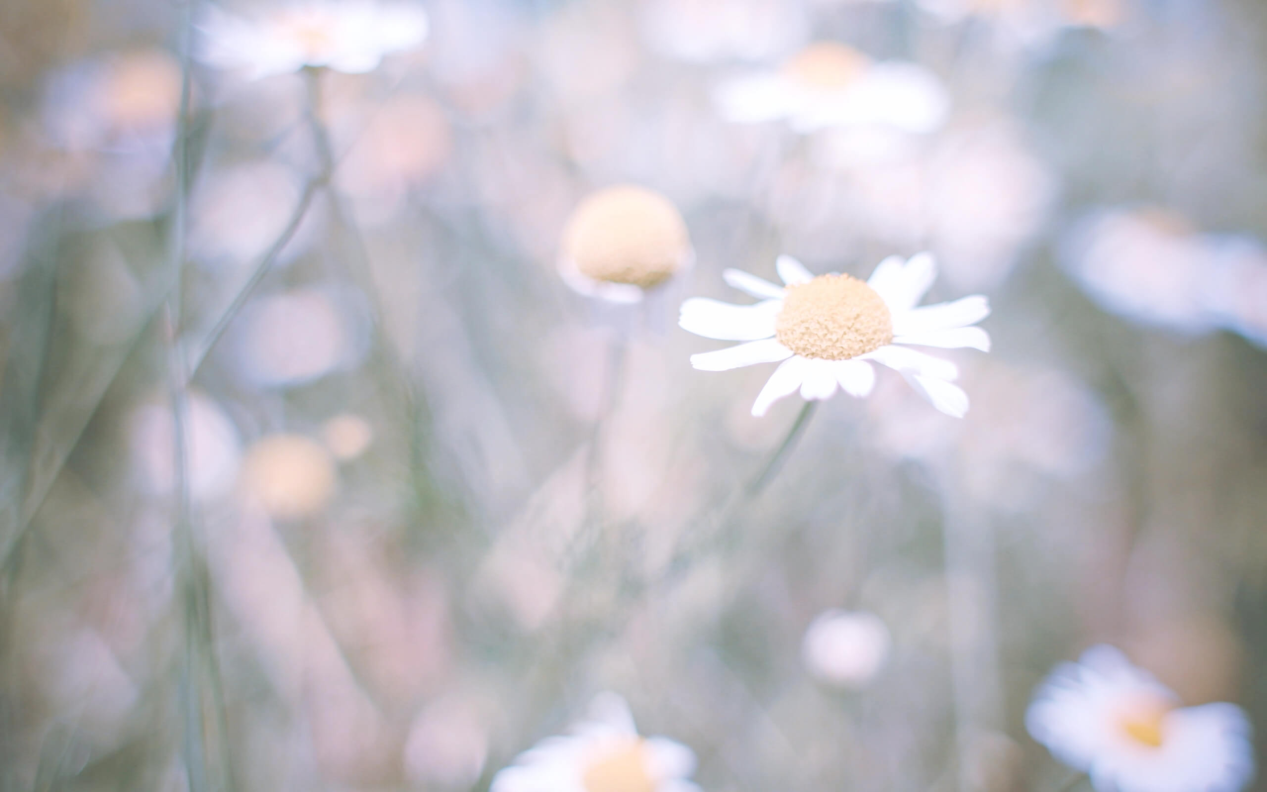 春の野の花2