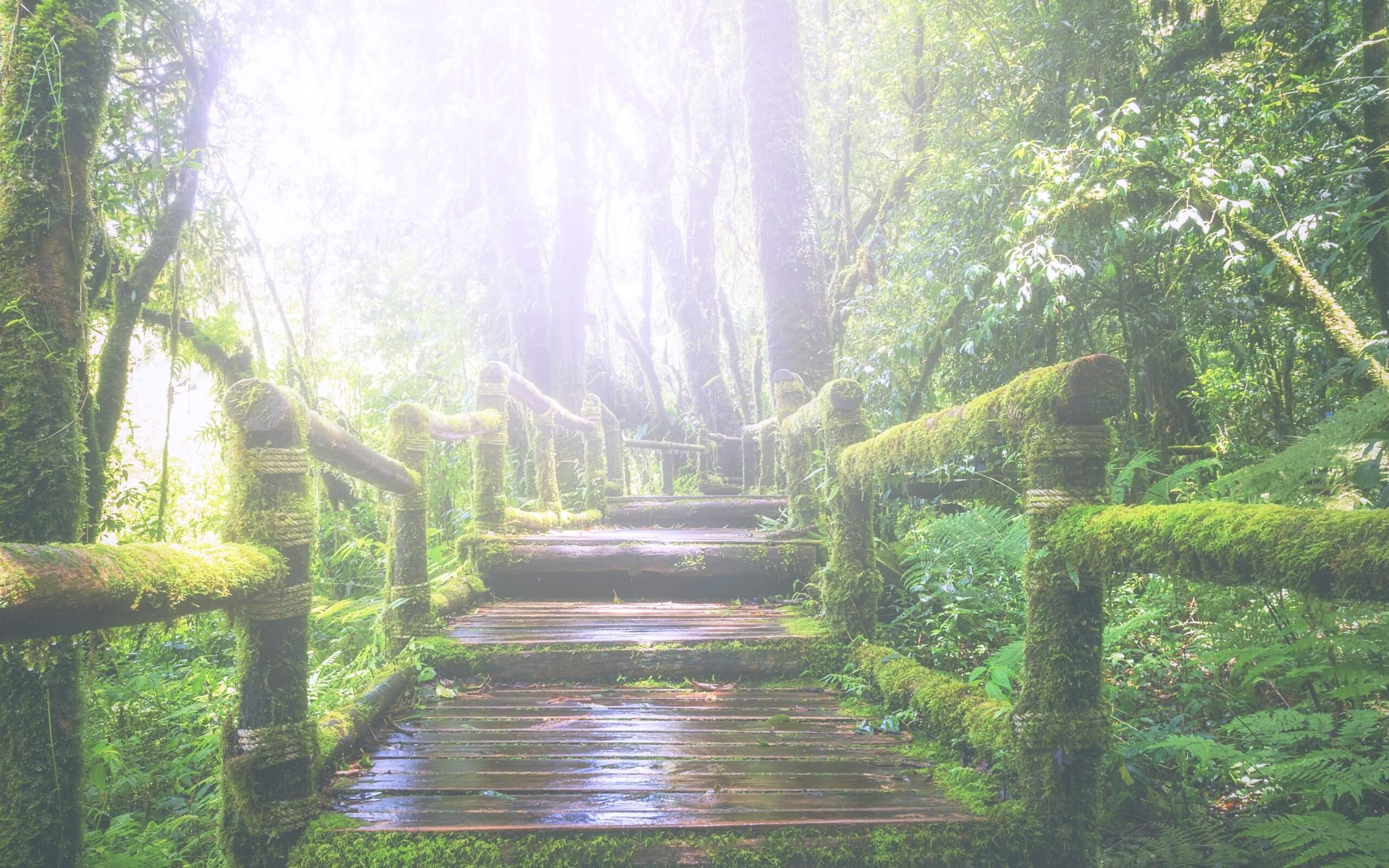 夏の雨の森