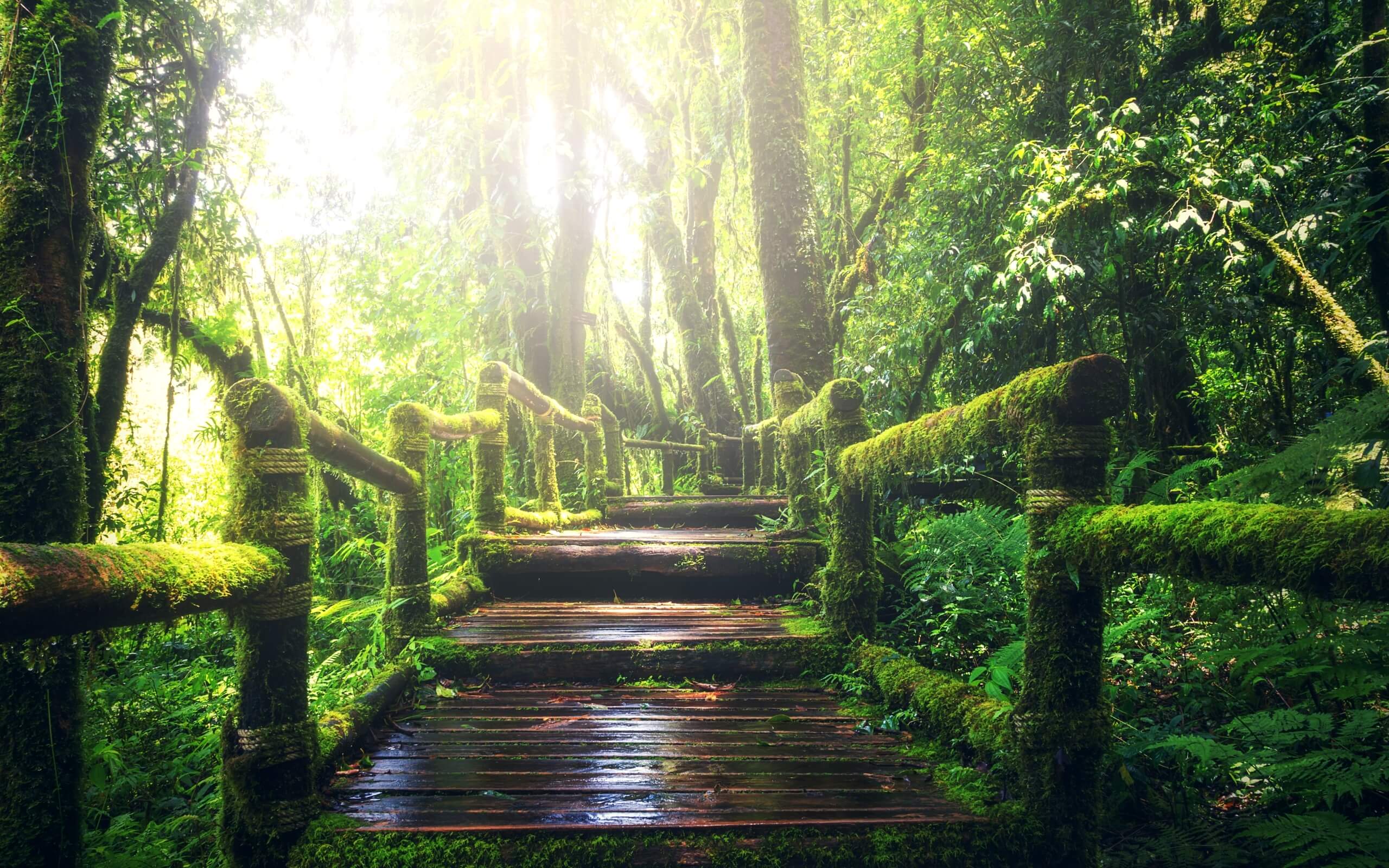 夏の雨の森