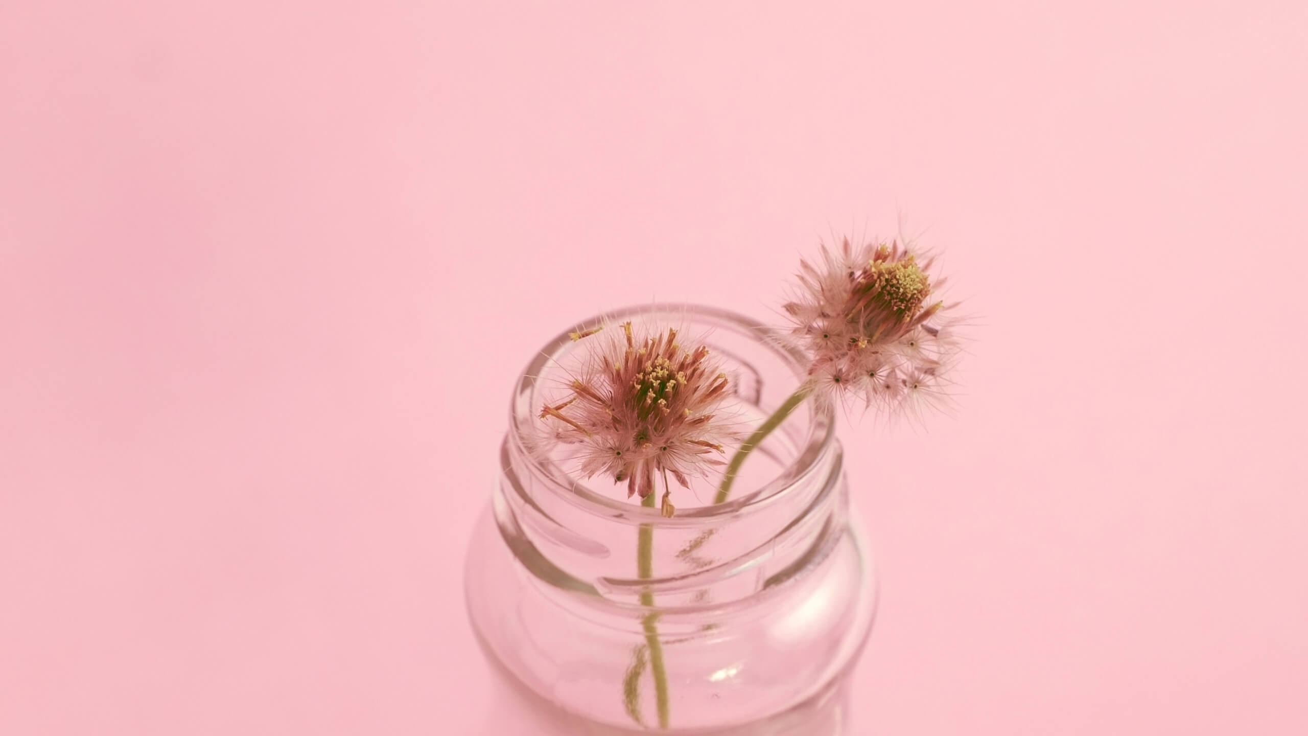 ピンクの背景と花
