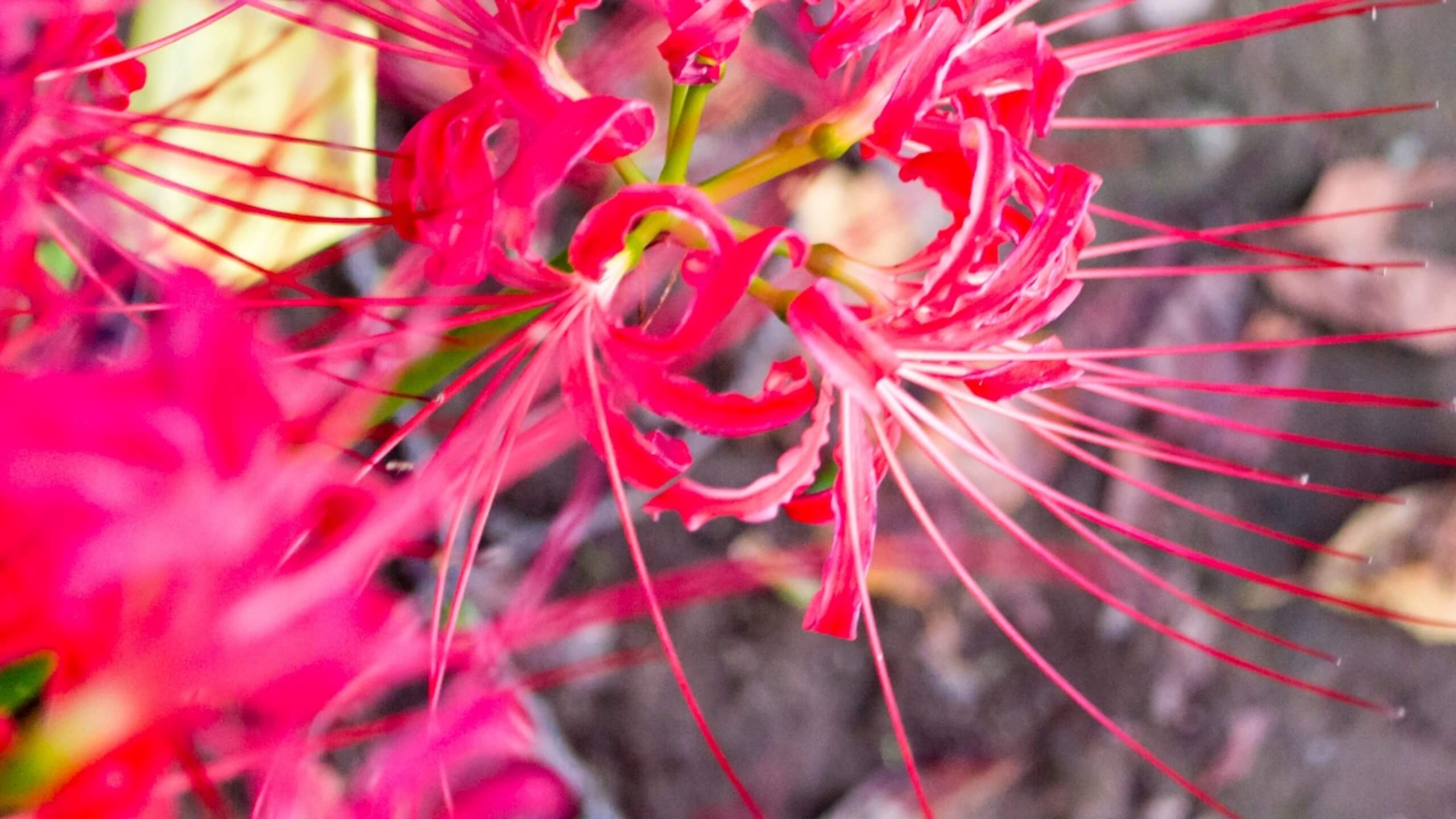 ピンクの花