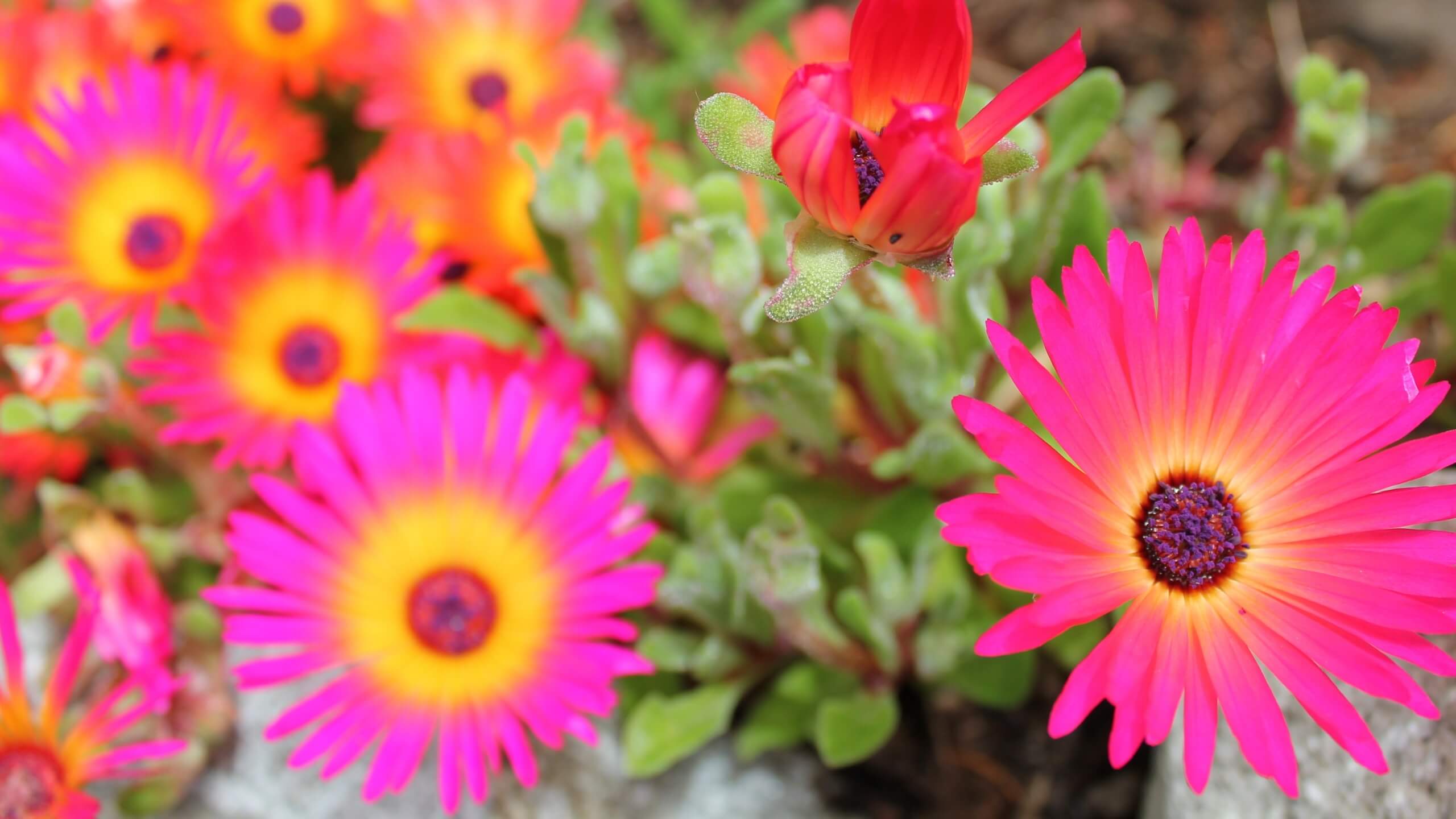 ピンクの花