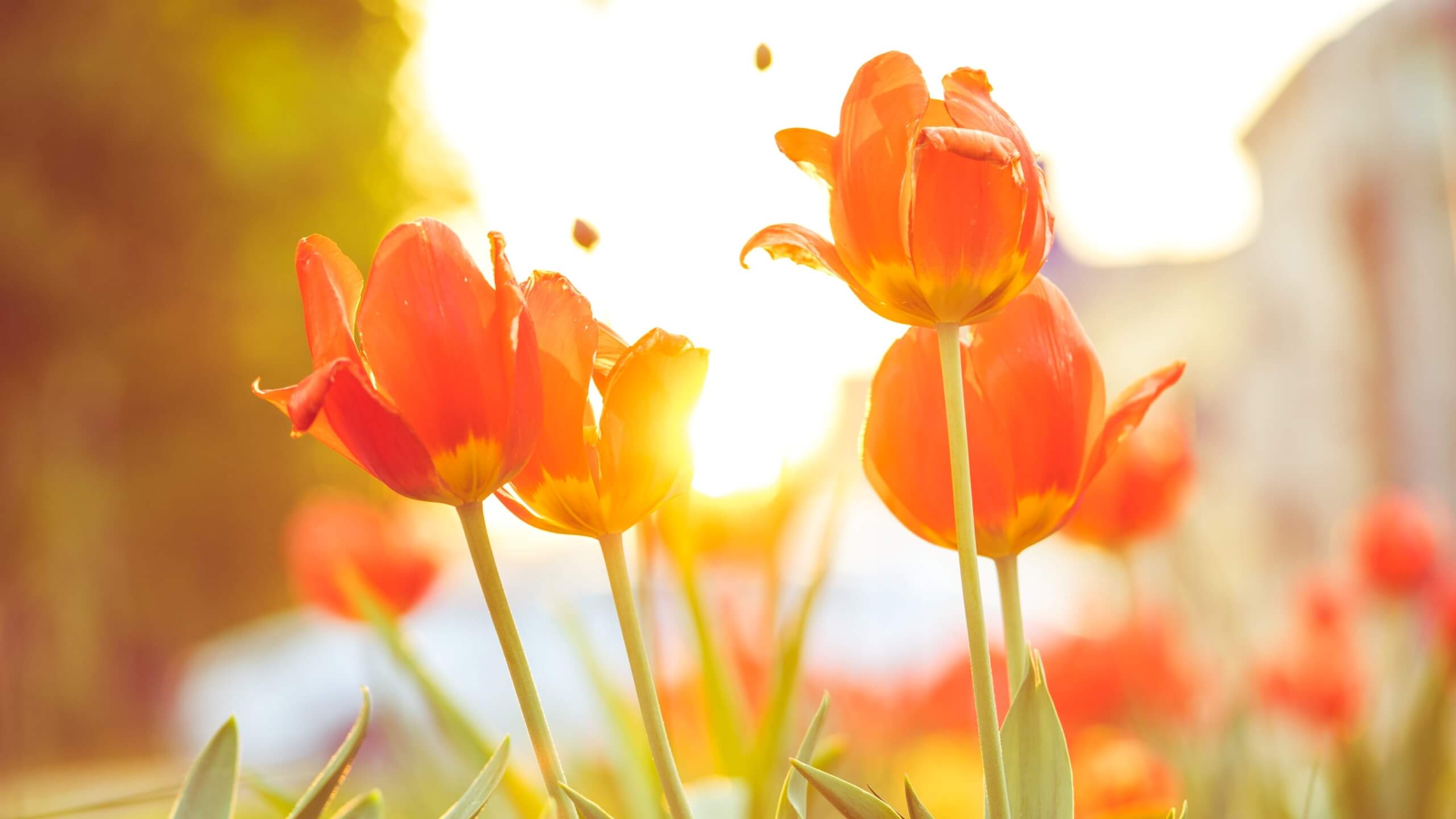 春の光とチューリップ