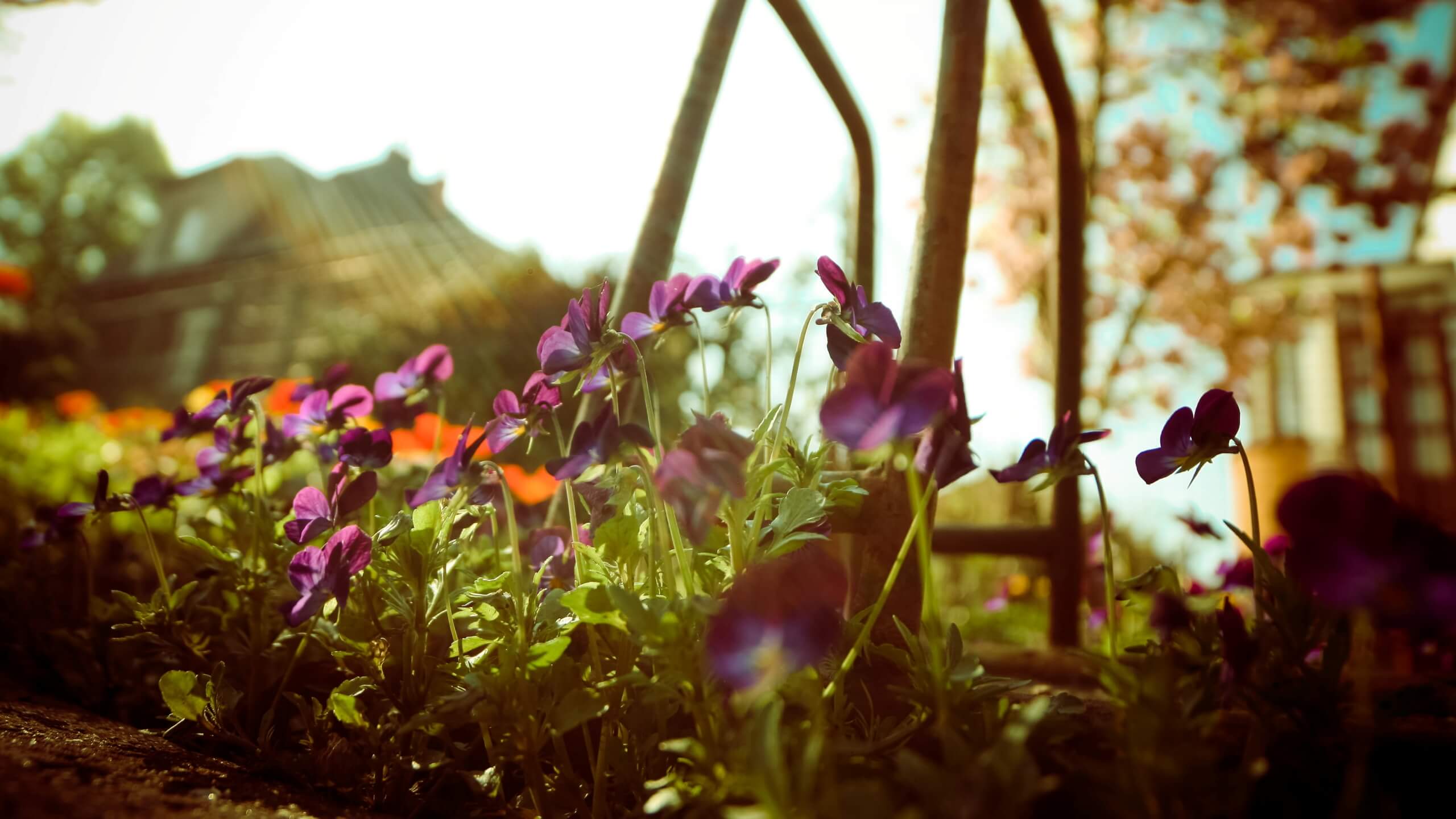 春の日差しと花