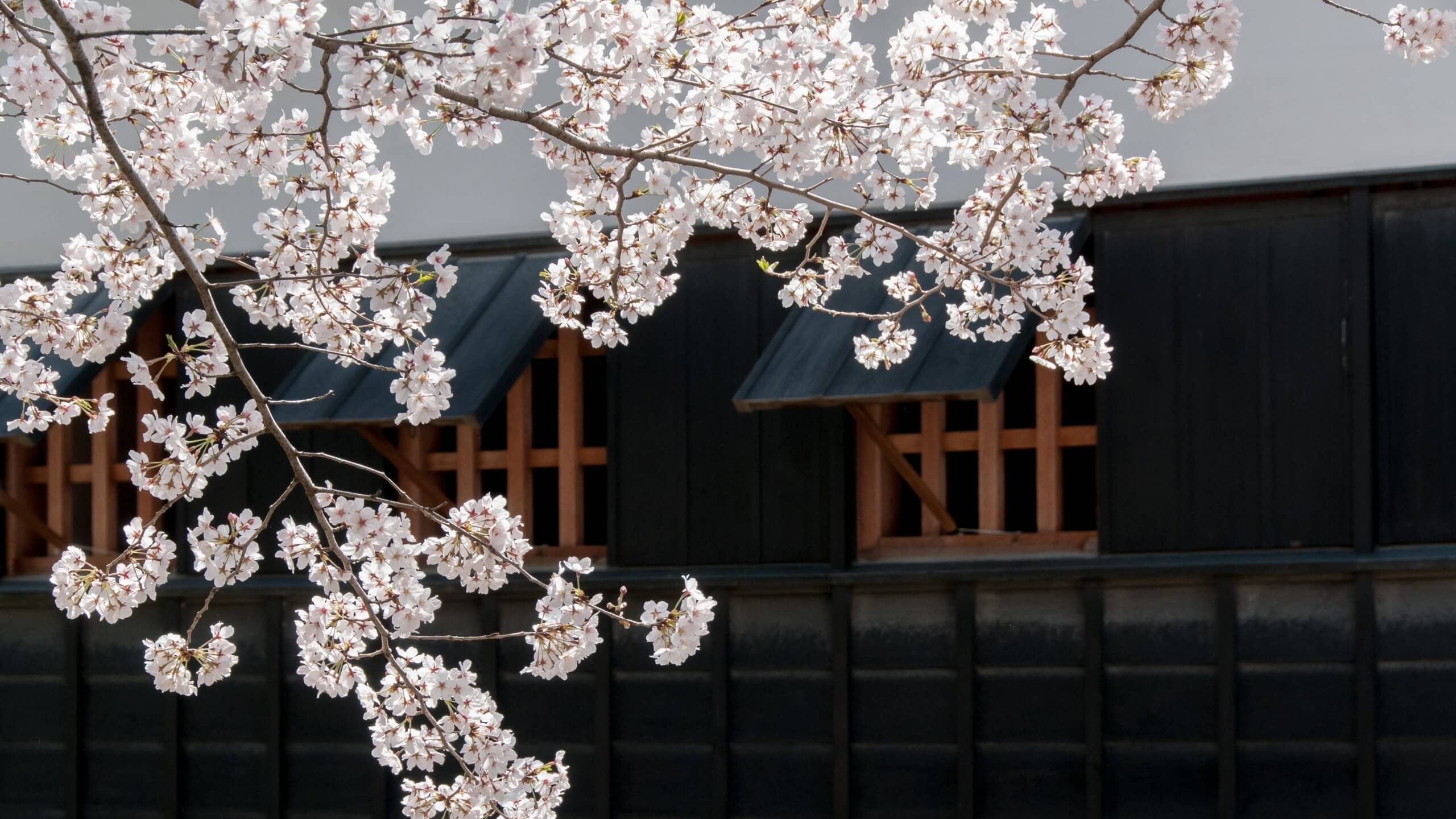 春の桜と日本家屋