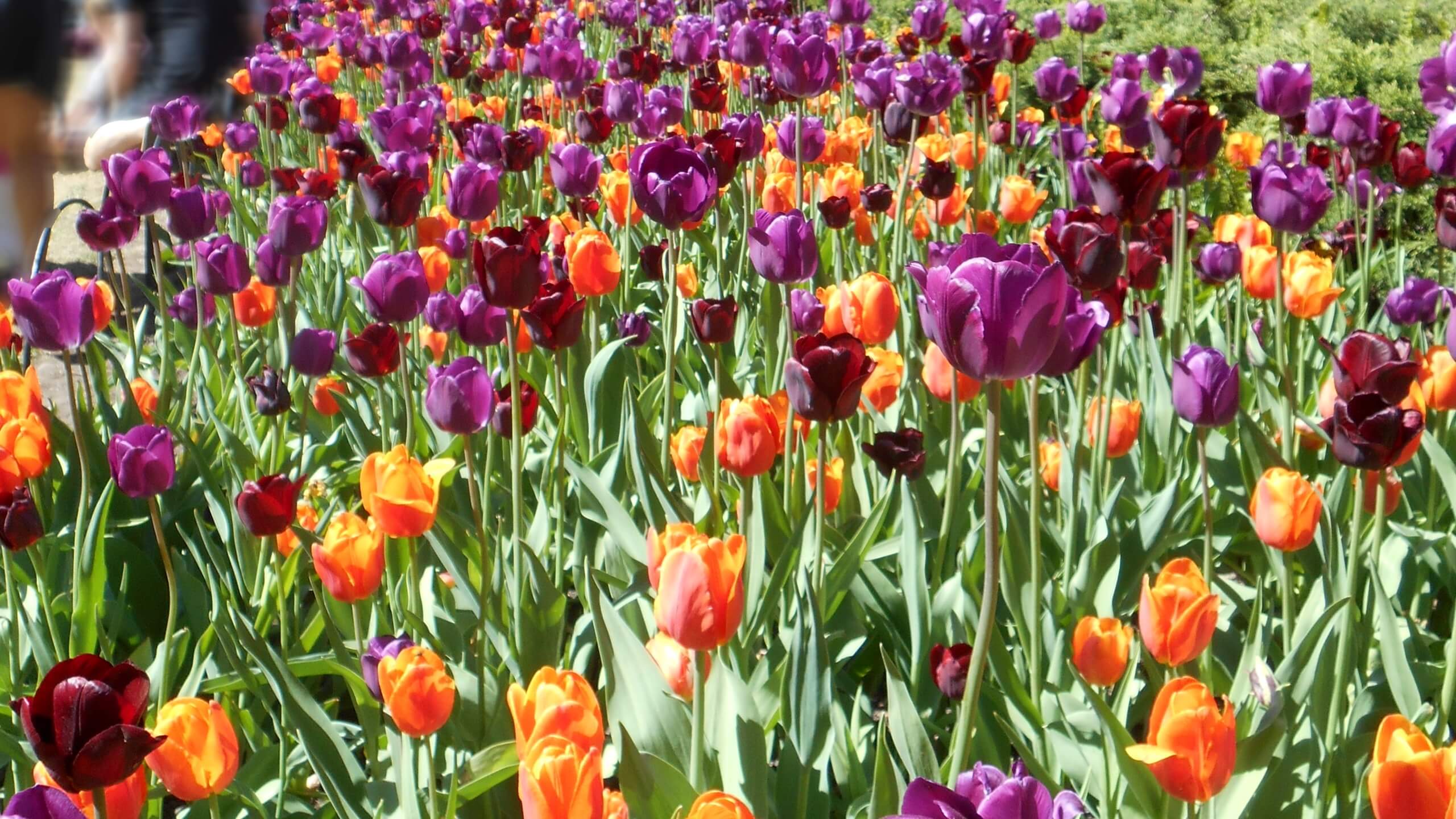 チューリップ畑