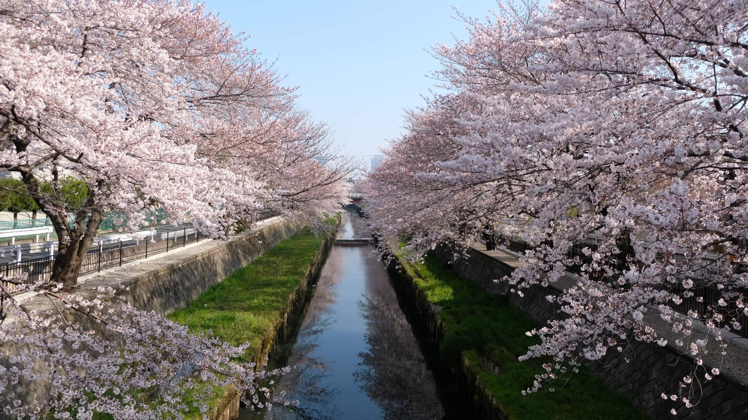 水路と桜