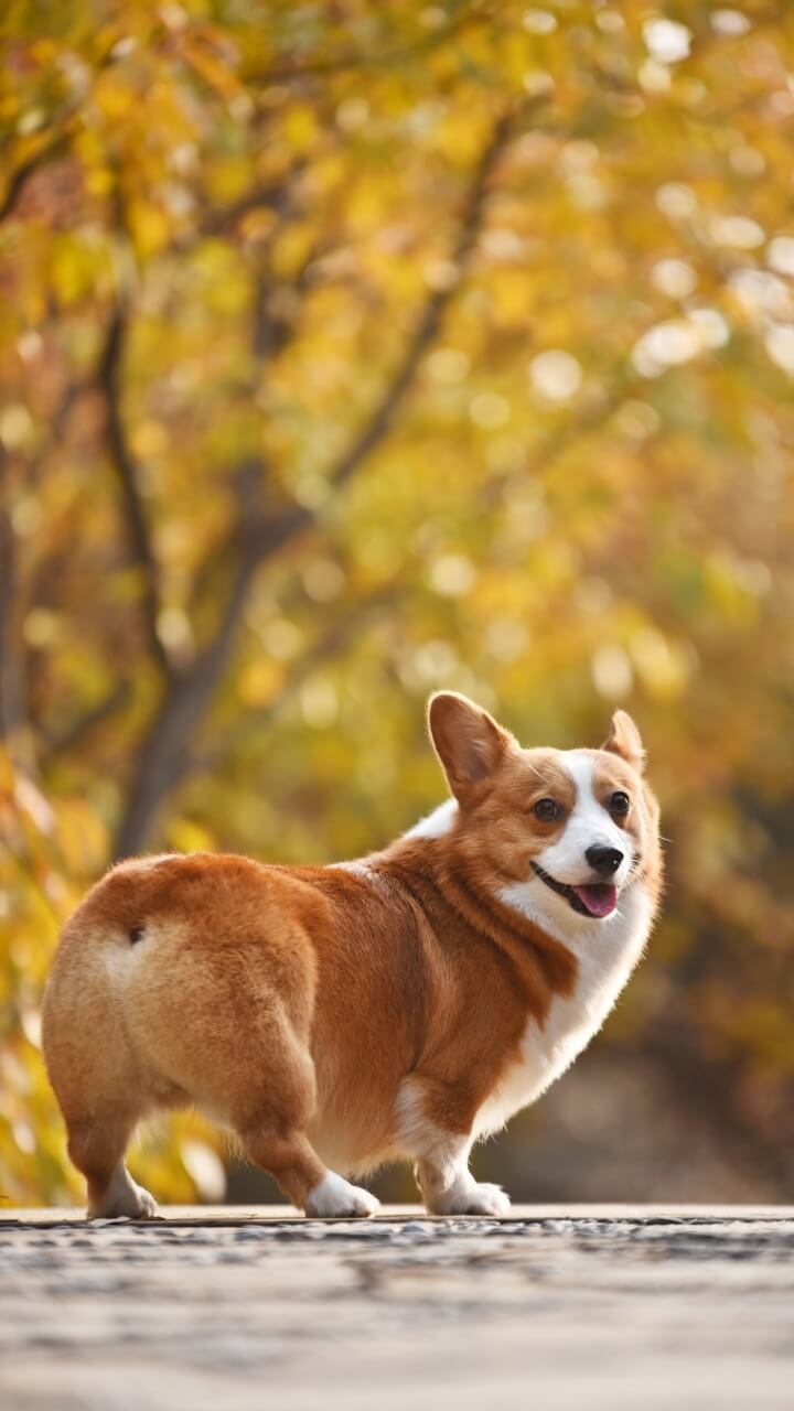 Lineプロフィール背景猫と犬のサイズピッタリ画像が取り放題