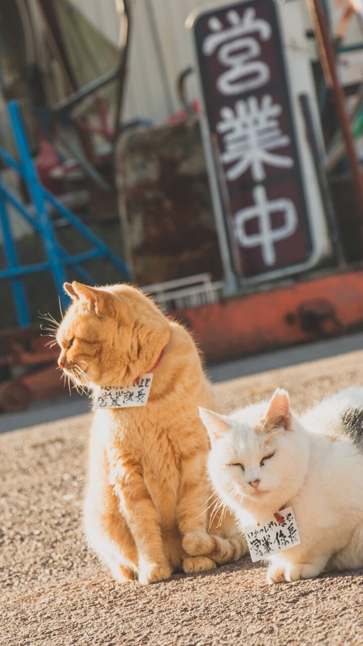 Lineプロフィール背景猫と犬のサイズピッタリ画像が取り放題