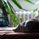 【おすすめ】iPadのロック画面等可愛い猫の壁紙画像を配信中