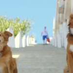 iPadの犬のロック画面・ホーム画面壁紙が取り放題！