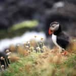 iPadのロック画面・ホーム画面用動物の壁紙を配信中