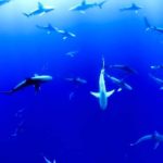 LINEのプロフィール背景用動物フリー画像が取り放題！