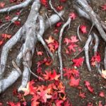 iPhoneのロック画面等の秋の無料壁紙をサイズごとに配信中