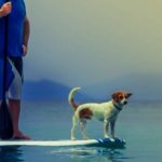 Twitterの犬のフリーヘッダー画像をそのまま使えるサイズで配信中