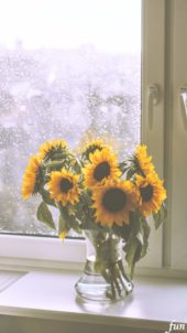 窓際のひまわり