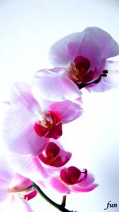 白とピンクのラン