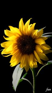 黒背景のひまわり