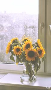 窓際のひまわり