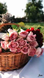 カゴに飾ったピンクのバラ