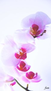 白とピンクのラン