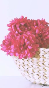 カゴに飾ったダリア