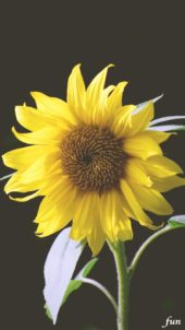 黒い背景とひまわり