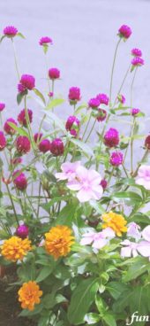 ピンクとオレンジの花