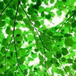 iPhone8・7・6・6sPlusのロック画面・ホーム画面緑の無料壁紙配信中