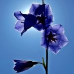 iPhone8・7・6・6sPlusのロック画面・ホーム画面青い無料壁紙が取り放題