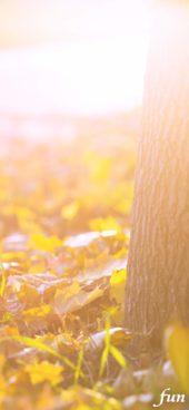 秋の光と枯れ葉