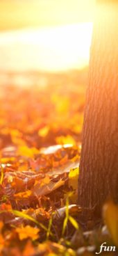 秋の光と枯れ葉