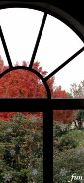 窓ごしに見る秋の紅
