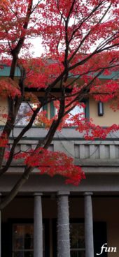 秋の木と古い洋館