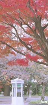 秋の木とアンティークな電話ボックス