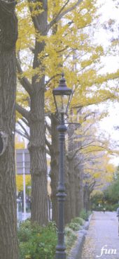 秋のイチョウ並木