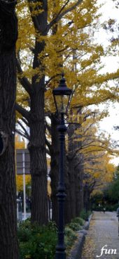 秋のイチョウ並木