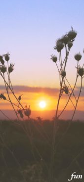 秋のサンセット