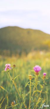 秋の野原とアザミ