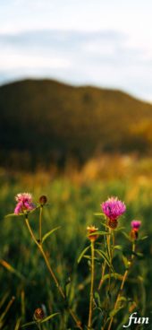 秋の野原とアザミ