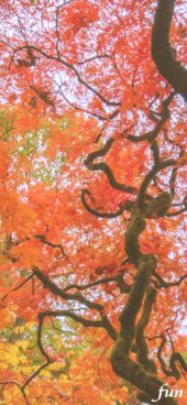 秋の樹