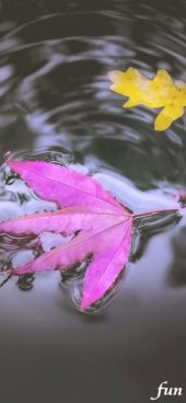 水の中のピンクの落葉