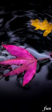 水の中のピンクの落葉