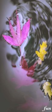 水の中のピンクの落葉