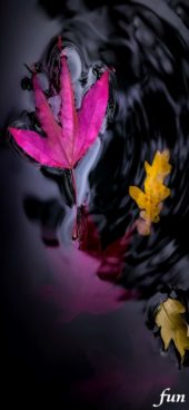 水の中のピンクの落葉