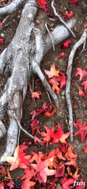 木の根と落葉