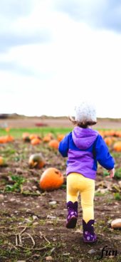カボチャ畑と小さい子ども
