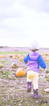 カボチャ畑と小さい子ども